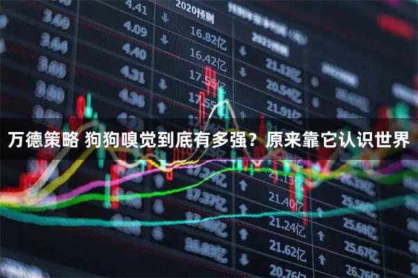 万德策略 狗狗嗅觉到底有多强？原来靠它认识世界